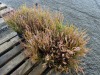 Winter Chocolate Heather, Qty. 10 - 2
