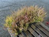 Winter Chocolate Heather, Qty. 10 - 3