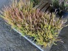 Winter Chocolate Heather, Qty. 10 - 4
