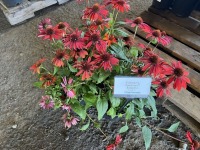 Echinacea Sombrero Sangrita, Qty. 3
