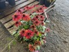 Echinacea Sombrero Sangrita, Qty. 3 - 2