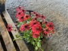 Echinacea Sombrero Sangrita, Qty. 3 - 3