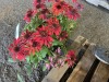Echinacea Sombrero Sangrita, Qty. 3 - 4