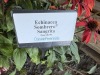 Echinacea Sombrero Sangrita, Qty. 3 - 5