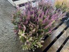 Dark Beauty Heather, Qty. 6