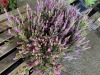 Dark Beauty Heather, Qty. 6 - 3