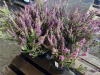 Dark Beauty Heather, Qty. 6 - 4