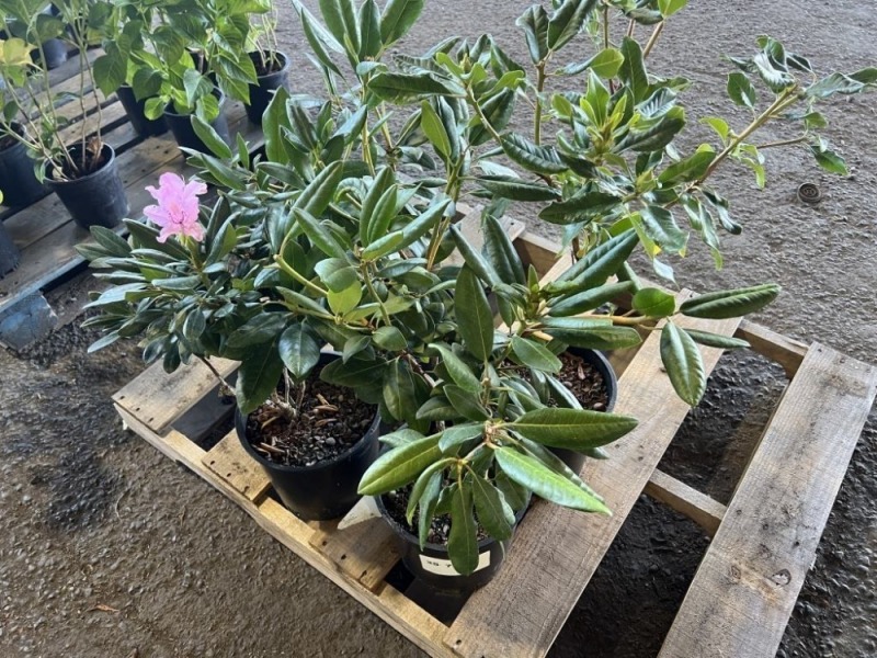 Grandiflora Rhododendron, Qty. 4