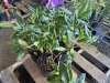 Grandiflora Rhododendron, Qty. 4 - 4