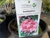 Grandiflora Rhododendron, Qty. 4 - 5