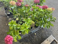 Hydrangea, Qty. 8