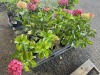 Hydrangea, Qty. 8