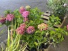 Hydrangea, Qty. 8 - 2
