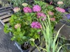 Hydrangea, Qty. 8 - 3