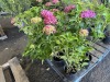 Hydrangea, Qty. 8 - 4