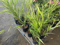 Bamboo, Qty. 10