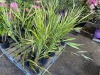 Bamboo, Qty. 10 - 2