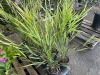 Bamboo, Qty. 10 - 3