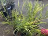 Bamboo, Qty. 10 - 4