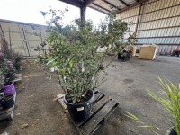 Bluecrop Blueberry, Qty. 2