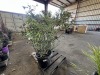 Bluecrop Blueberry, Qty. 2