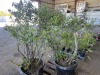 Bluecrop Blueberry, Qty. 2 - 2