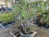 Bluecrop Blueberry, Qty. 2 - 3