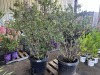 Bluecrop Blueberry, Qty. 2 - 4