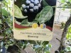 Bluecrop Blueberry, Qty. 2 - 5