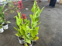 Robert Kemp Canna Lily, Qty. 4