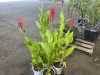 Robert Kemp Canna Lily, Qty. 4 - 2
