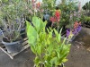 Robert Kemp Canna Lily, Qty. 4 - 3