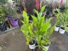 Robert Kemp Canna Lily, Qty. 4 - 4