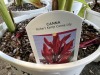 Robert Kemp Canna Lily, Qty. 4 - 5