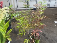 Bob Gordon Elderberry, Qty. 4