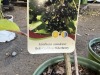 Bob Gordon Elderberry, Qty. 4 - 5