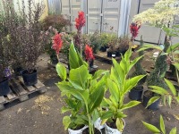 Robert Kemp Canna Lily, Qty. 4