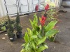 Robert Kemp Canna Lily, Qty. 4 - 2