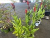 Robert Kemp Canna Lily, Qty. 4 - 3