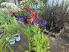 Robert Kemp Canna Lily, Qty. 4 - 4