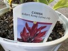 Robert Kemp Canna Lily, Qty. 4 - 5
