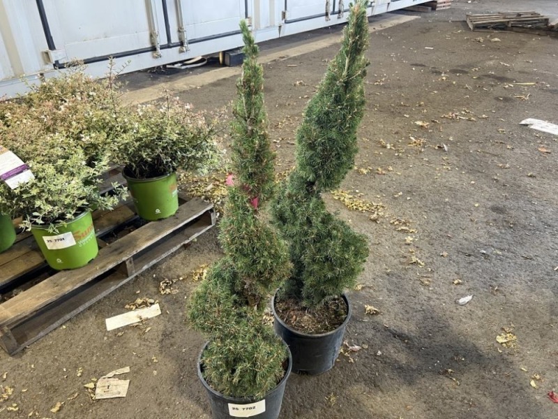 Spiral Dwarf Alberta Spruce, Qty. 2