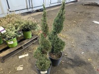 Spiral Dwarf Alberta Spruce, Qty. 2