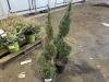 Spiral Dwarf Alberta Spruce, Qty. 2