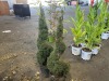 Spiral Dwarf Alberta Spruce, Qty. 2 - 2