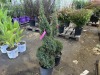 Spiral Dwarf Alberta Spruce, Qty. 2 - 3
