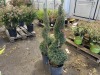 Spiral Dwarf Alberta Spruce, Qty. 2 - 4