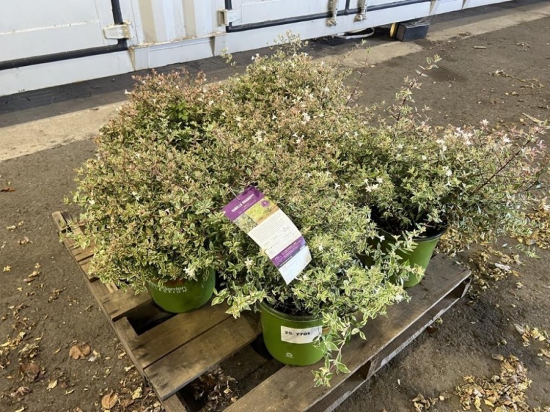 Vanilla Brandy Abelia, Qty. 5