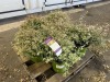 Vanilla Brandy Abelia, Qty. 5
