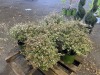 Vanilla Brandy Abelia, Qty. 5 - 2